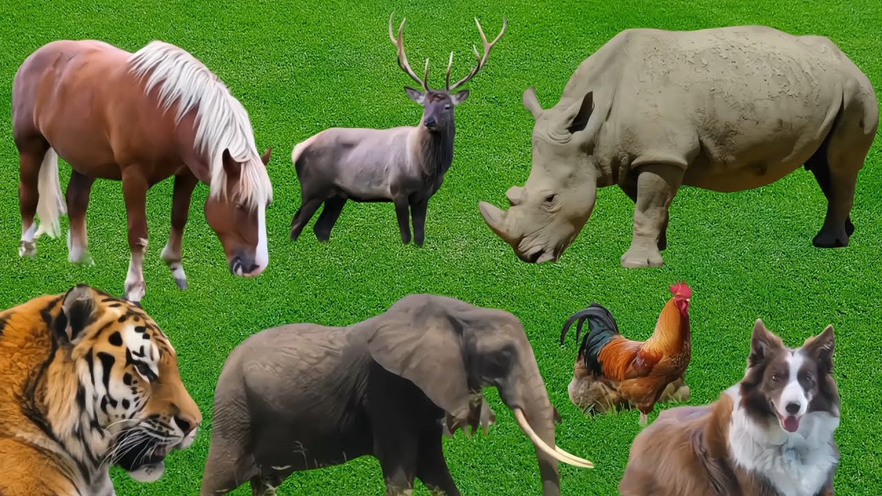 Relaxing music with recordings of exotic wildlife = Horse  Chicken, Dog_Relaxing Animal Video