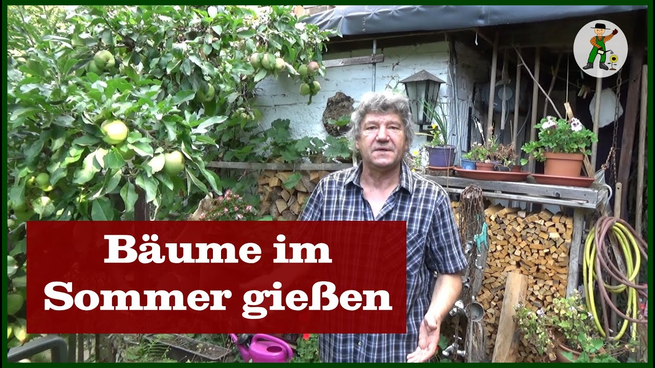 Bäume im Sommer gießen