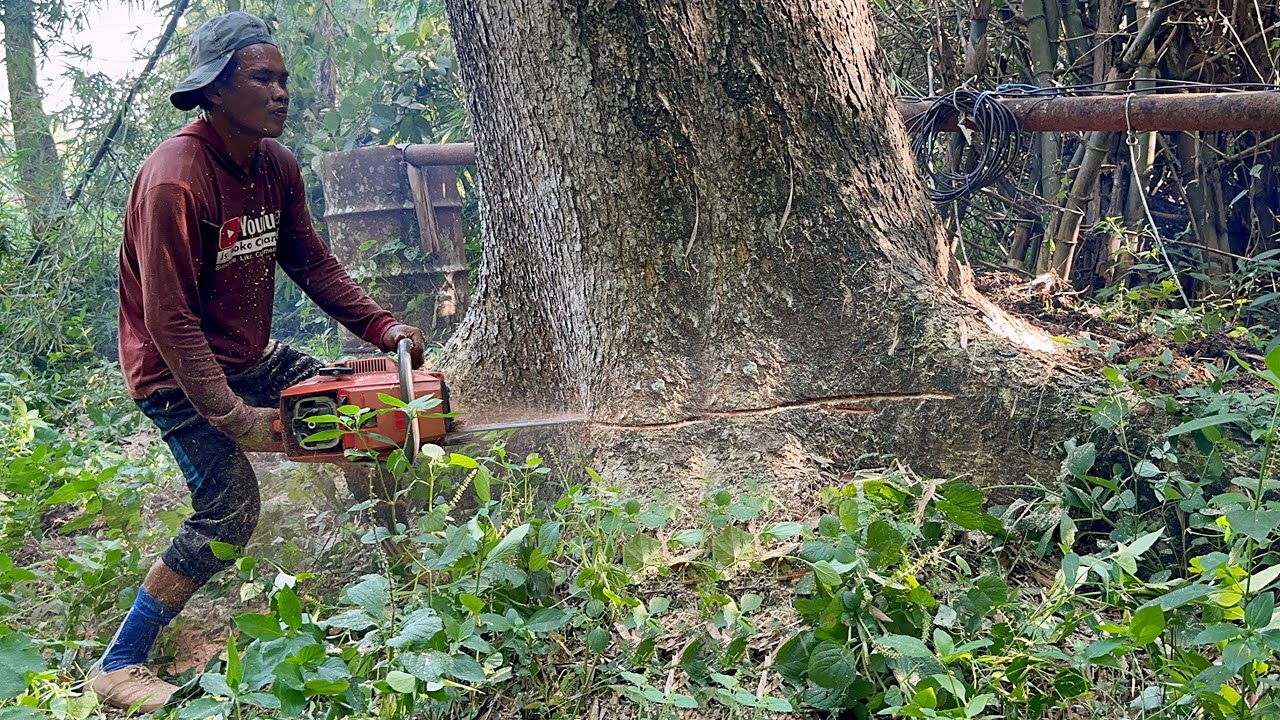 Many Surprises…Cut down 3 trees quickly‼️