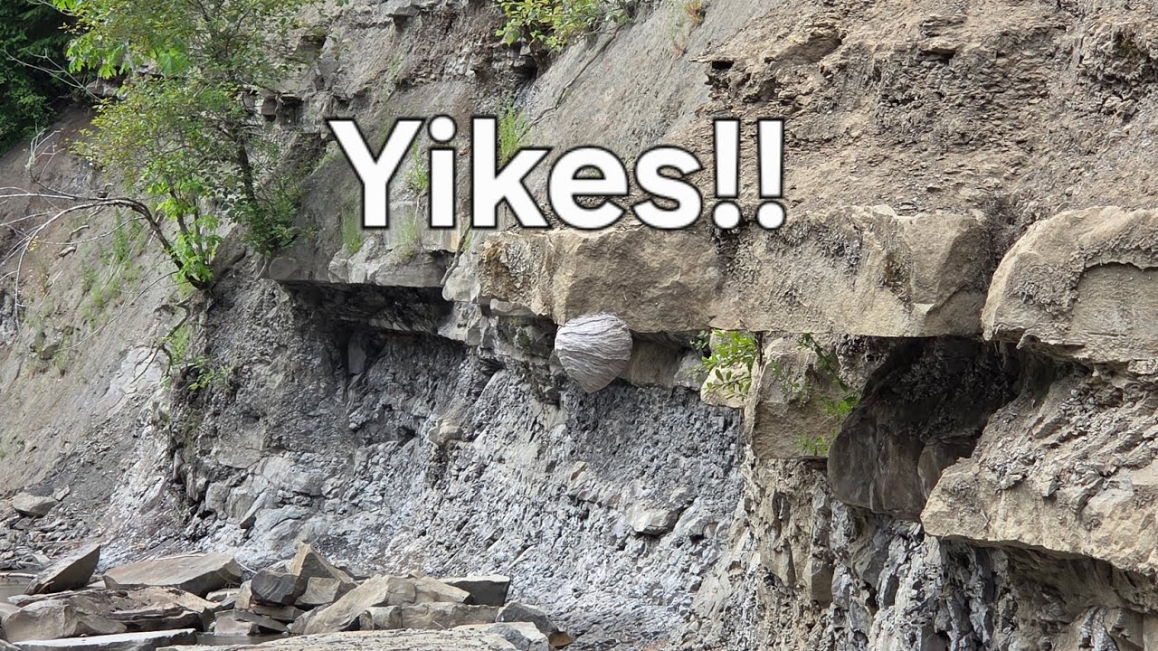 Cheeky little fossil hunt on Vancouver Island!!