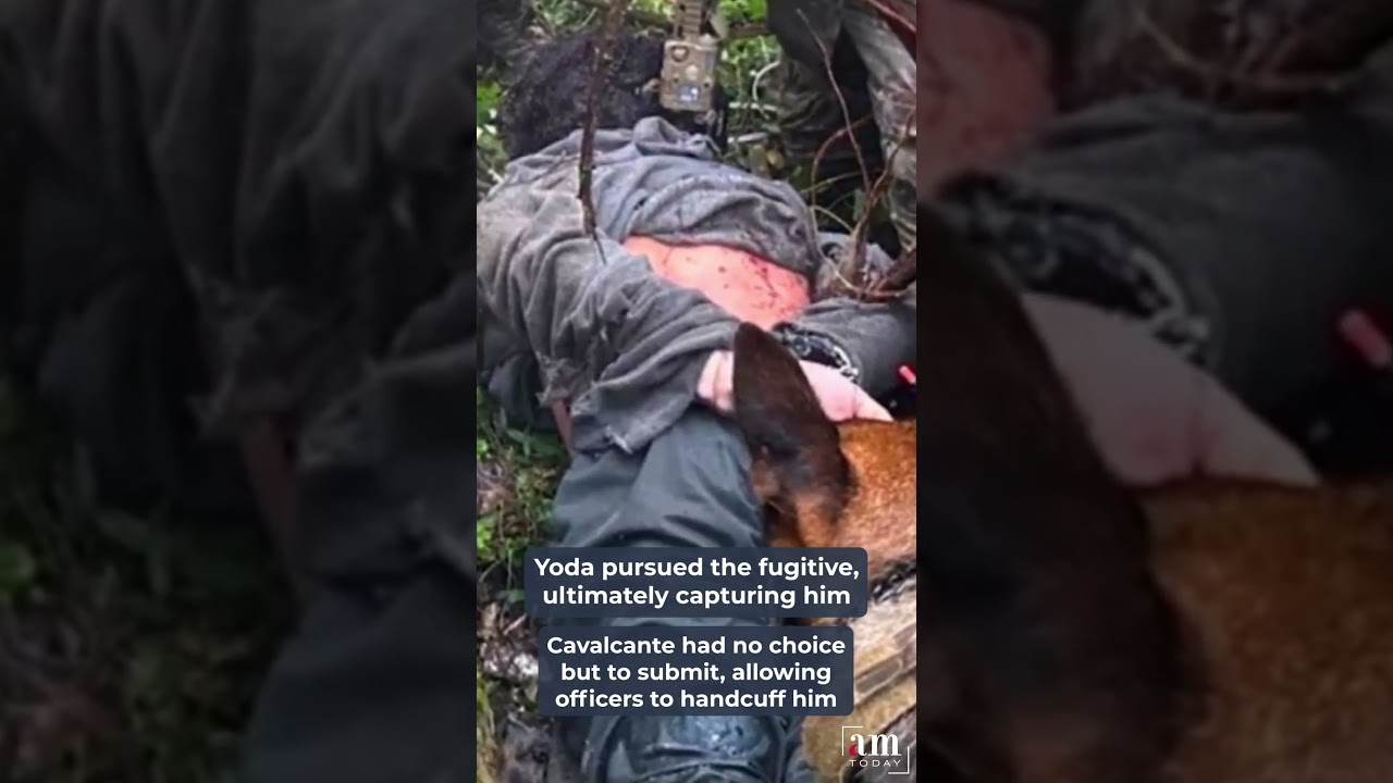 Heroic K9 ‘Yoda’ Captures Escaped Killer, Saving Lives ZS 23