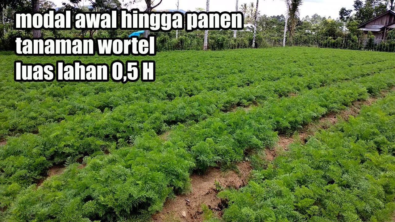 Total  Modal  Menanam  Wortel  Dari  Awal  Hingga  Panen