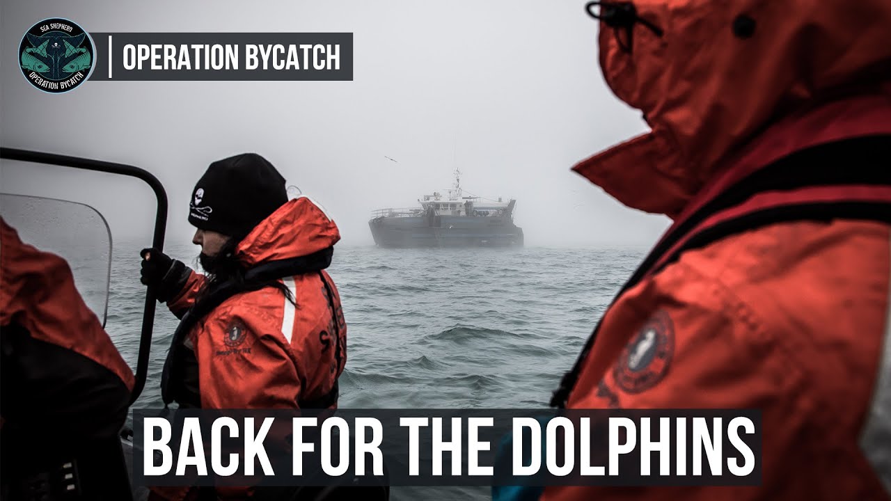 Sea Shepherd Returns to the French Atlantic Coast for Dolphin ByCatch 3