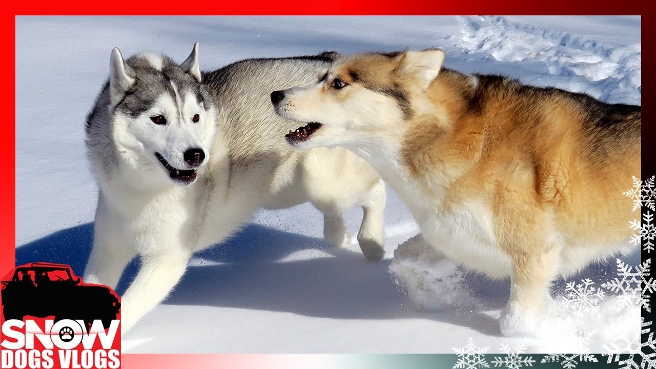 EVERYONE PLAY IN THE SNOW