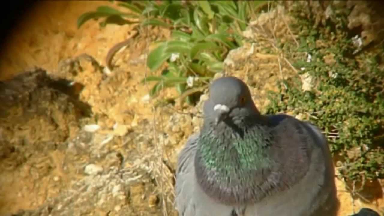 Rock Dove - Rotsduif