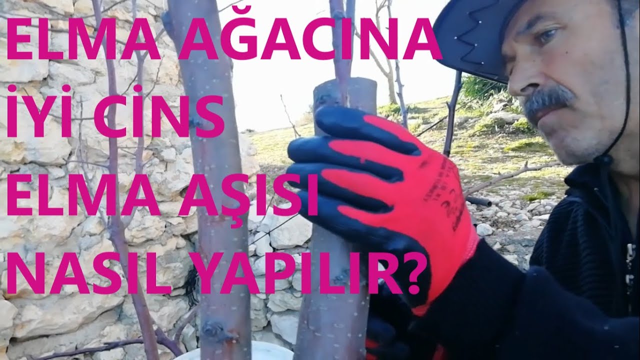 Elma Ağacına Aşı Nasıl Yapılır?