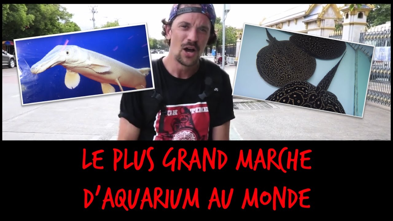 LE PLUS GRAND MARCHE DE POISSONS D'AQUARIUM AU MONDE - VLOG THAILANDE - TOOPET