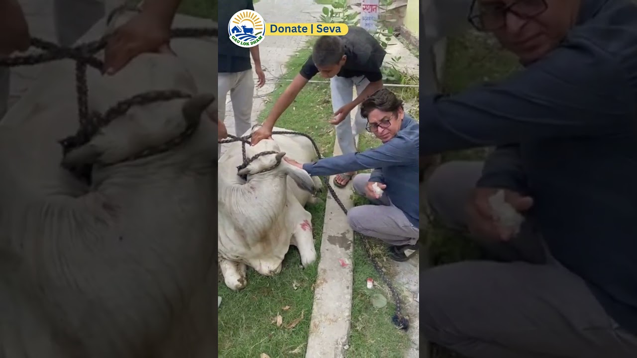 How We Saved a Gau Mata&rsquo;s Life in Mathura | A True Rescue Story by We Work Society