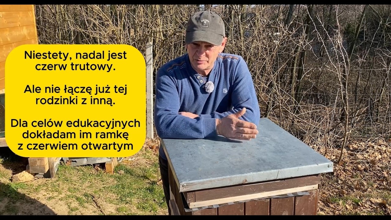 Niestety, nadal jest czerw trutowy. #bee #beekeeping #beekeeper