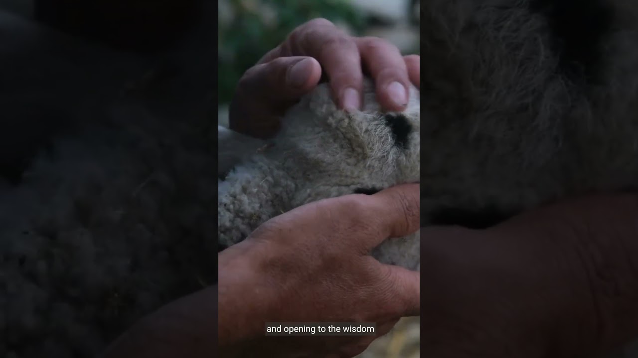 Spirit Animal Totems  Finding Guidance in Nature