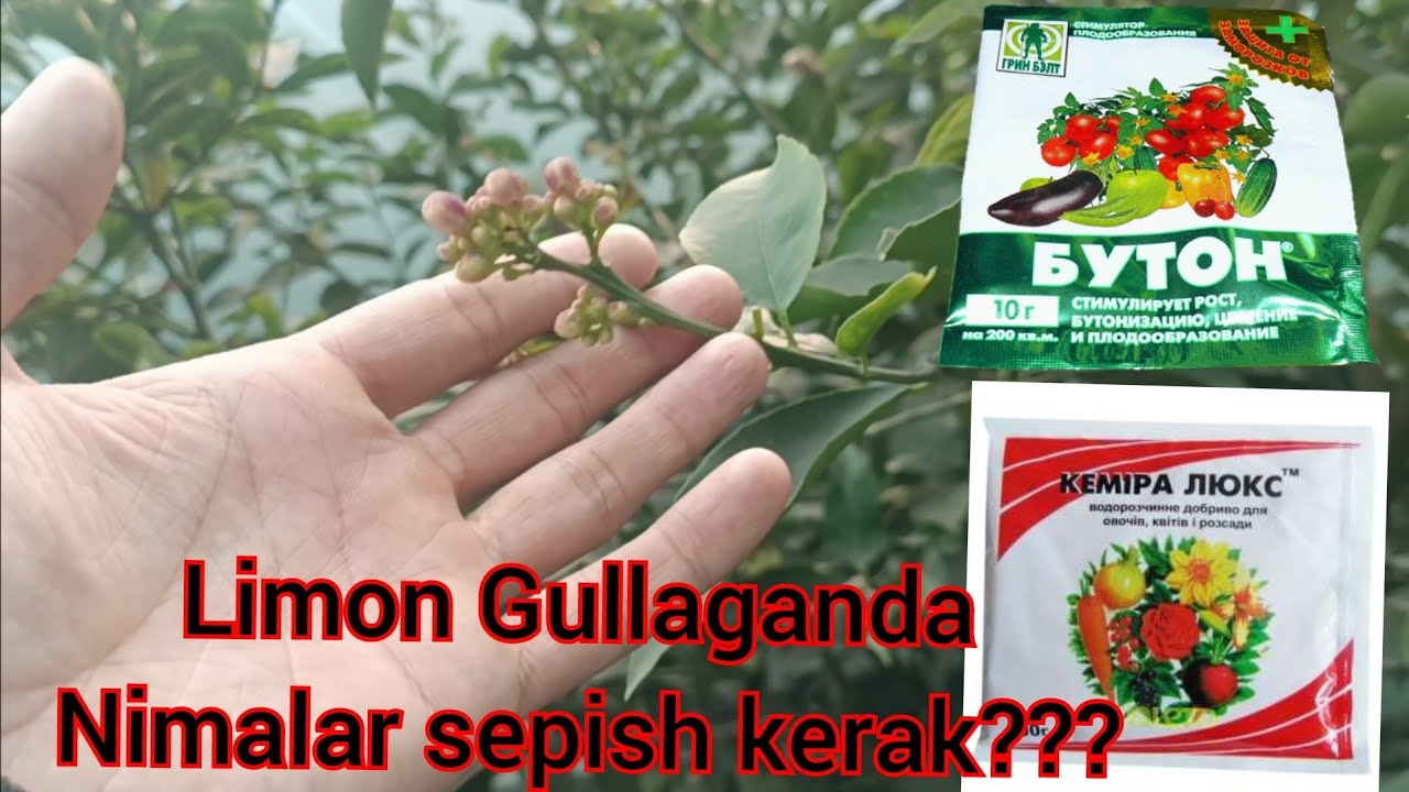 #limon Gullaganda nima purkash kerak arzan va samarali ...чем опрыскивать, когда цветет лимон....