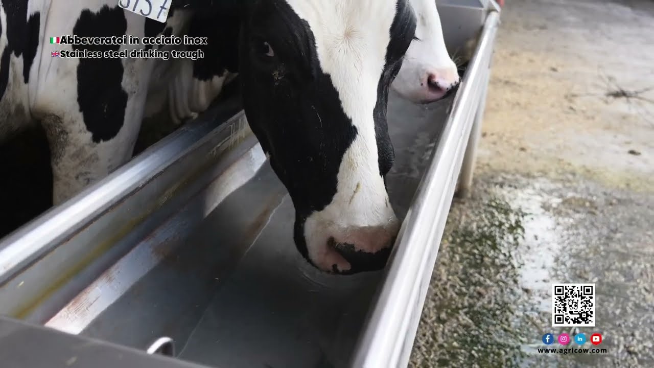 Cattle Inox Drinking Trough (Abbeveratoi in acciao inox)