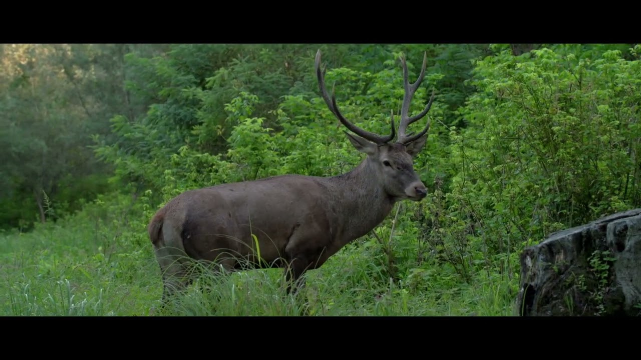 GORNJE PODUNAVLJE PROMO
