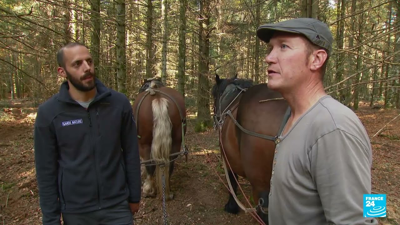 The 'green gold' of French forests • FRANCE 24 English