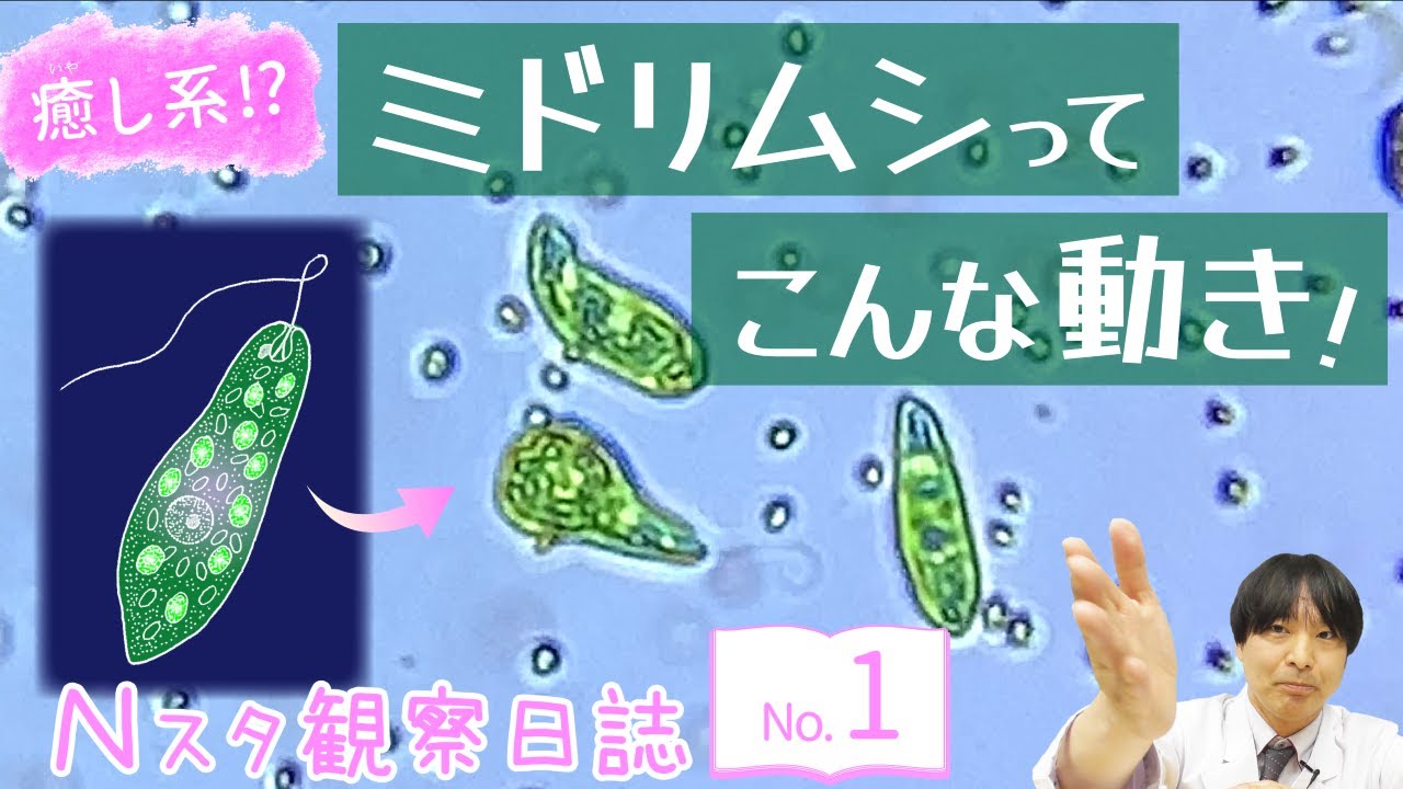 【Ｎスタ観察日誌】No.1 ミドリムシ