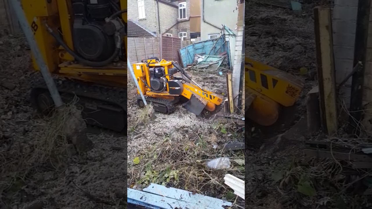 Sycamore stump removal