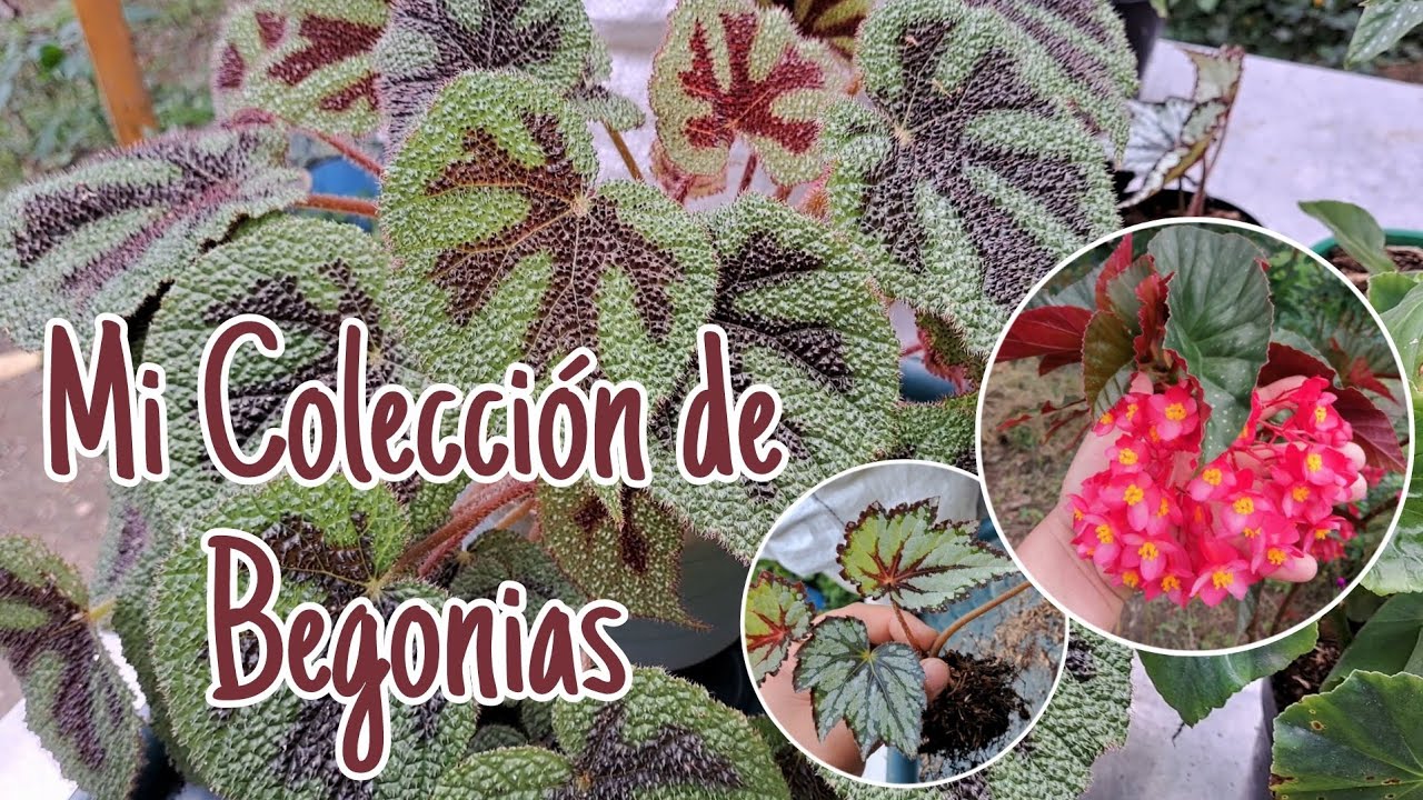 Dándole mantenimiento a mis begonias/Las tenai algo abandonadas.🥲