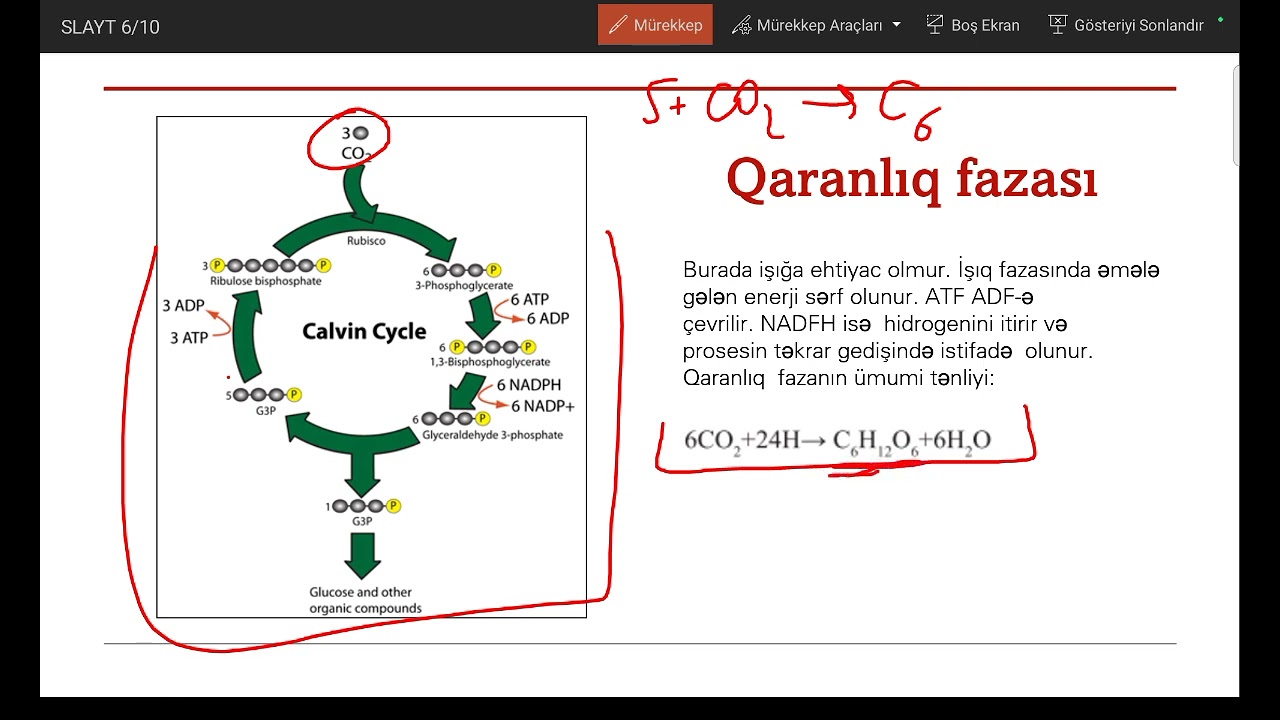 FOTOSİNTEZ sadə izah     #biologiya #MİQ #sertifikasiya #abituriyent