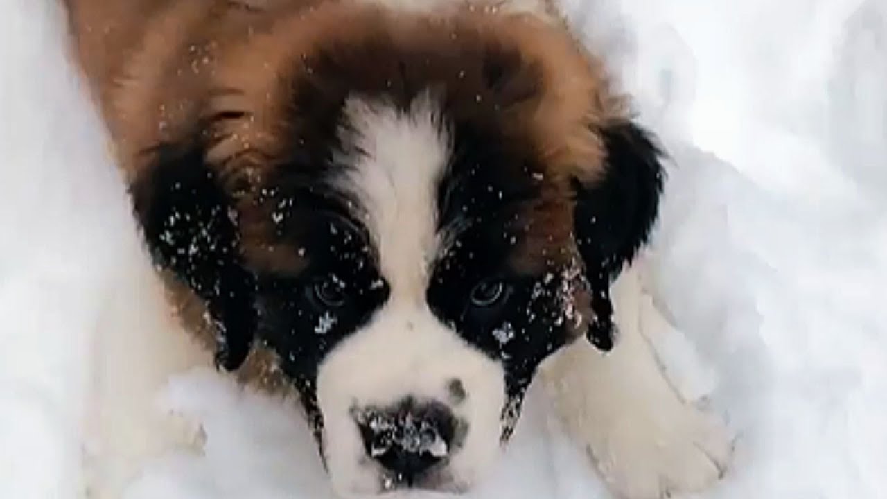 Gigantic St  Bernard is Living Proof That Big Dogs = Big Hearts