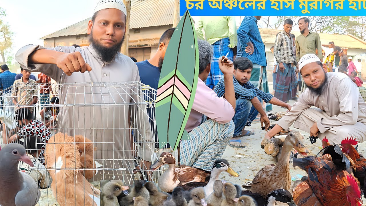 চর অঞ্চলের হাঁস মুরগি কবুতরের হাট। কামারের চর হাঁস মুরগির বাজার শেরপুর ২০২৩