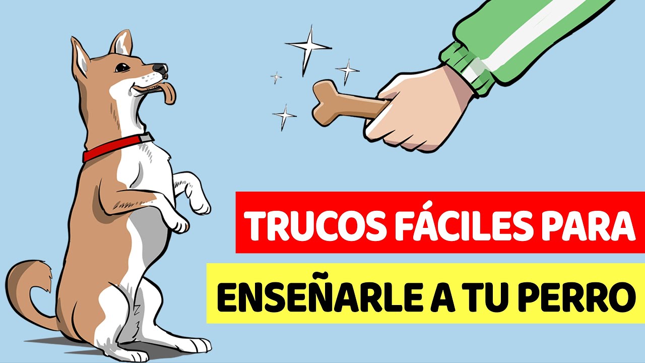 10 Trucos Fáciles Para Enseñarle A Tu Perro