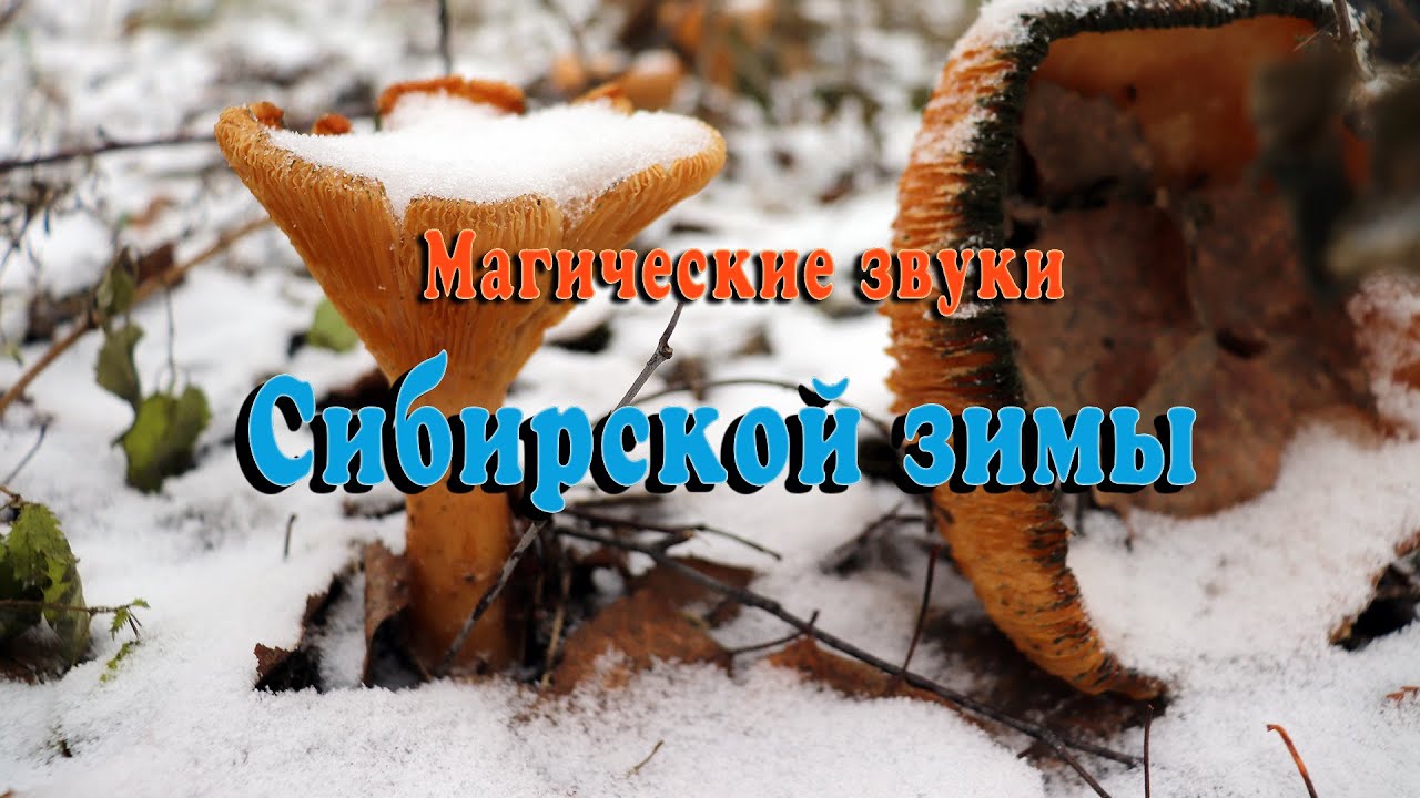 Варган слушать. Магические звуки сибирской зимы