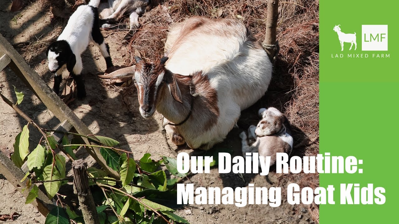 Our Daily Routine in Managing Our Goat Kids