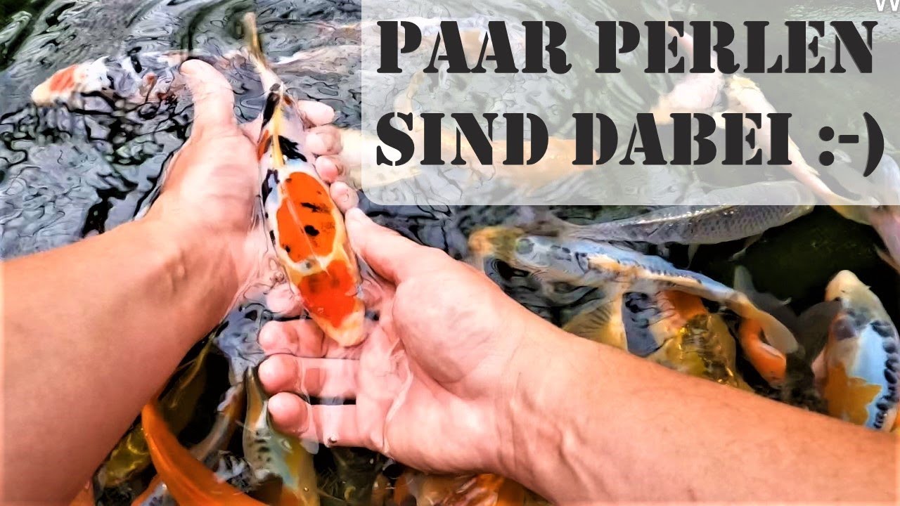 Selbst gezüchtete Koi selektieren - Kohaku X Sanke