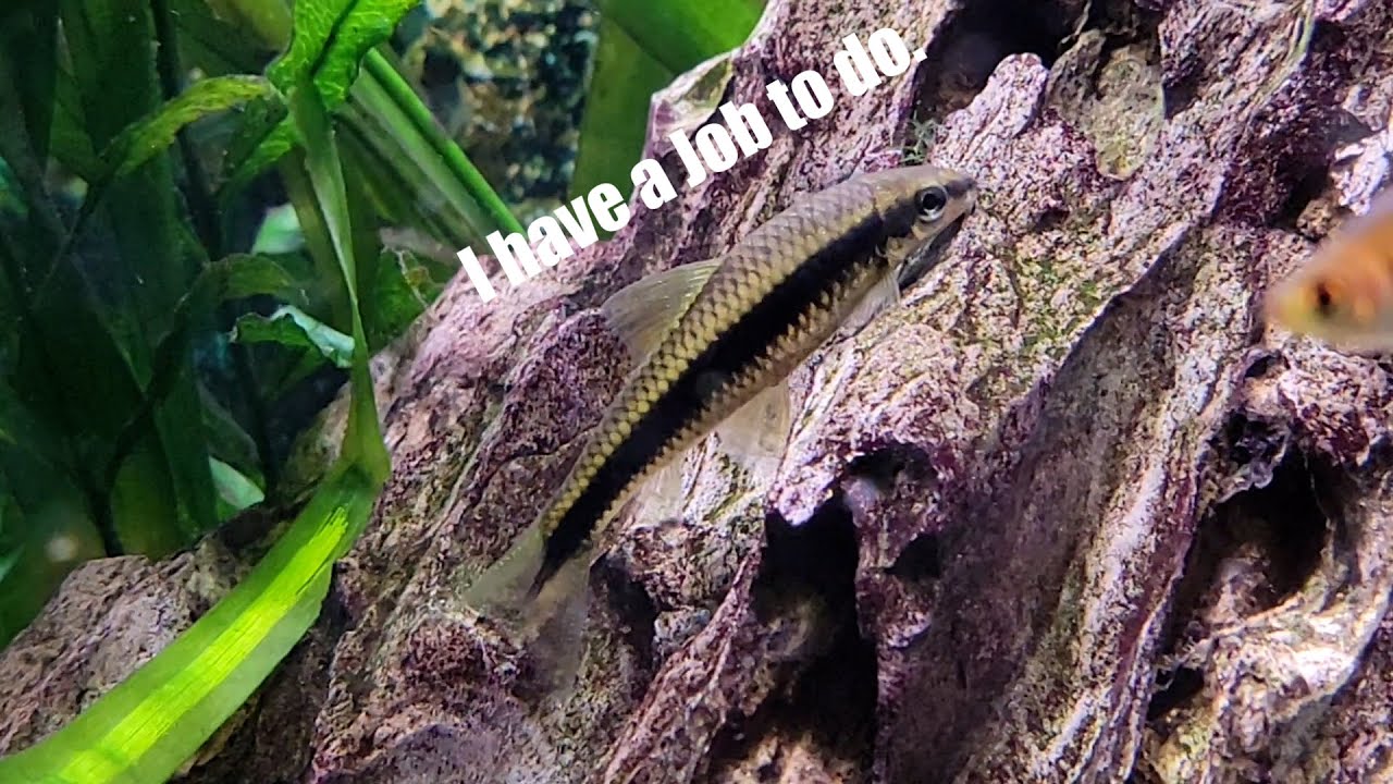 Siamese Algae Eater Basic Care Guide