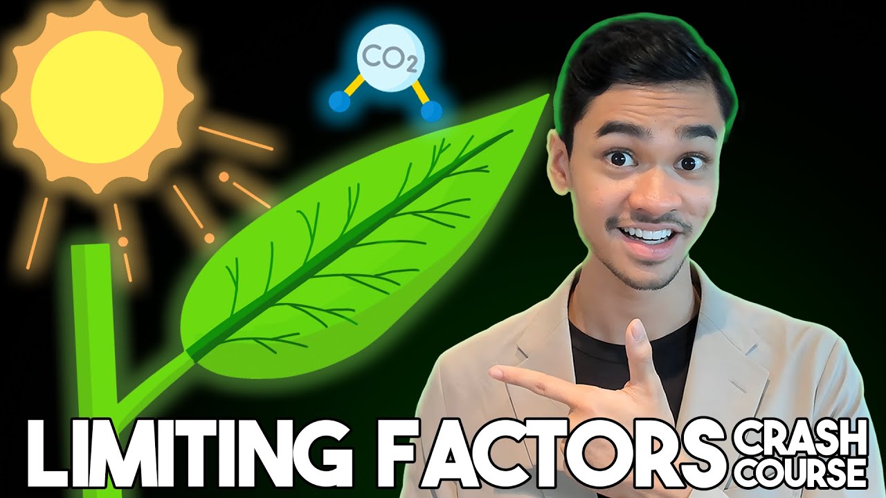 We Summarised Limiting Factors For You In 4 Minutes [Mini Crash Course]
