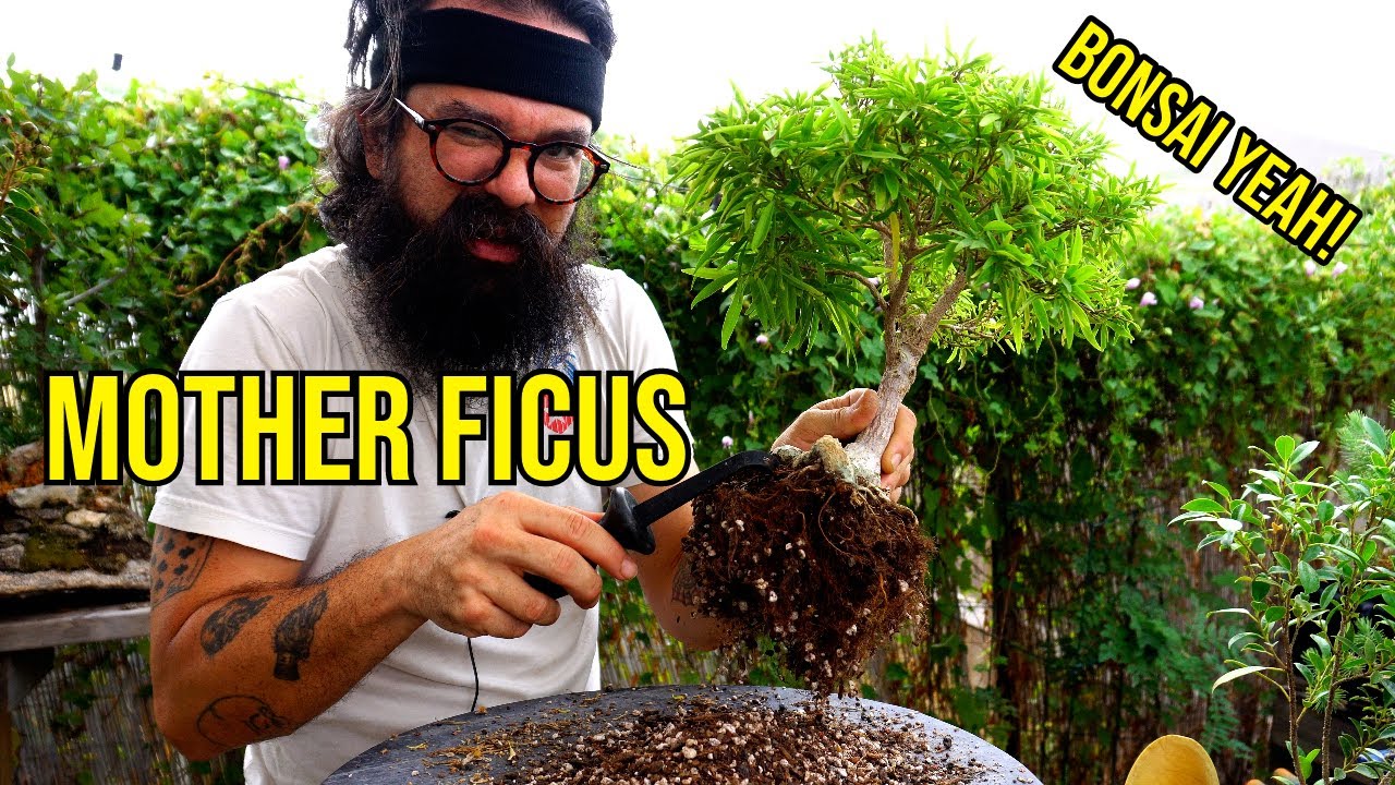 Transforming My Mother Ficus - Bonsai Yeah!