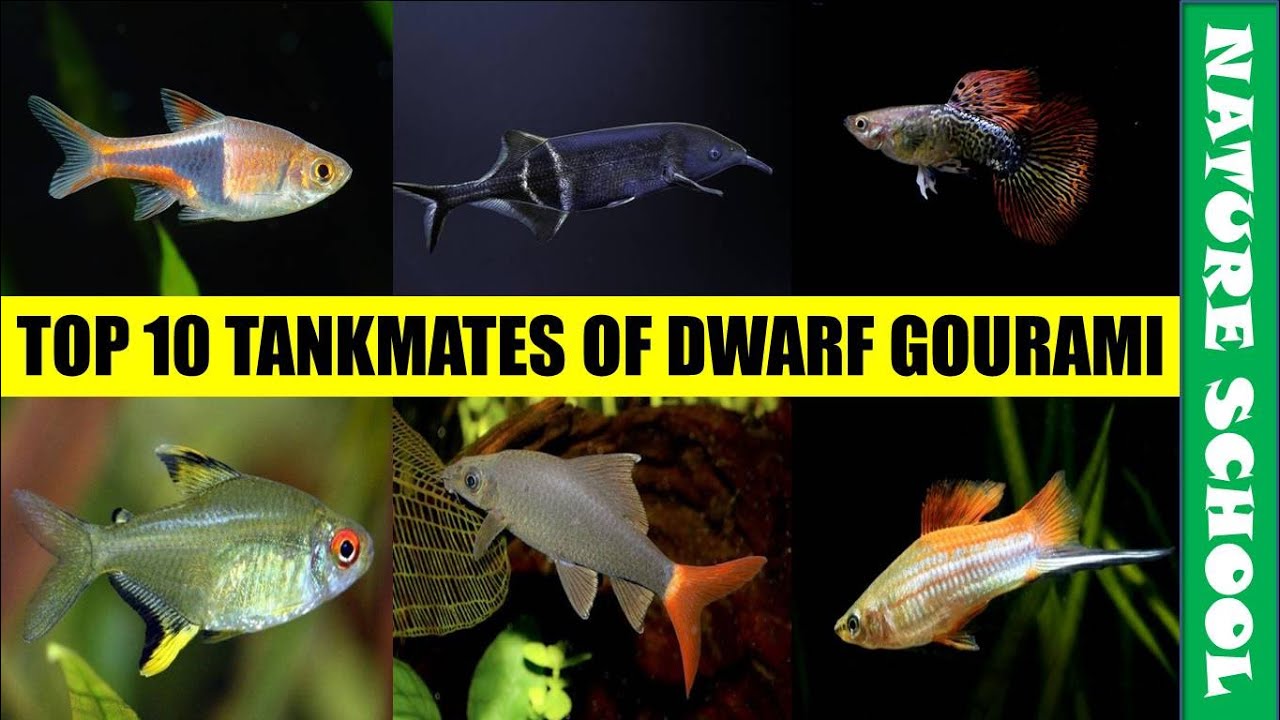 Top 10 tankmates of dwarf gourami fish | dwarf gourami companion fish