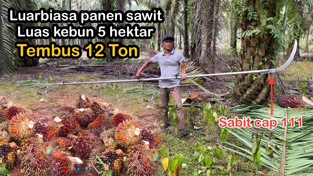 Menyala 🔥Panen sawit luas kebun 5 hektar  tembus 12 ton || memang mantap 👍 egrek cap 111