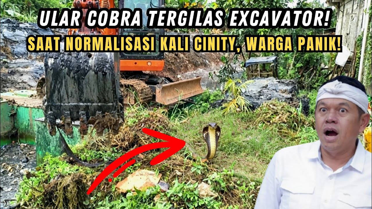 WARGA PANIK❗ULAR COBRA TERGILAS EXCAVATOR❗SAAT PROSES PEMBERSIHAN SEMAK DI NORMALISASI KALI CINITY❗
