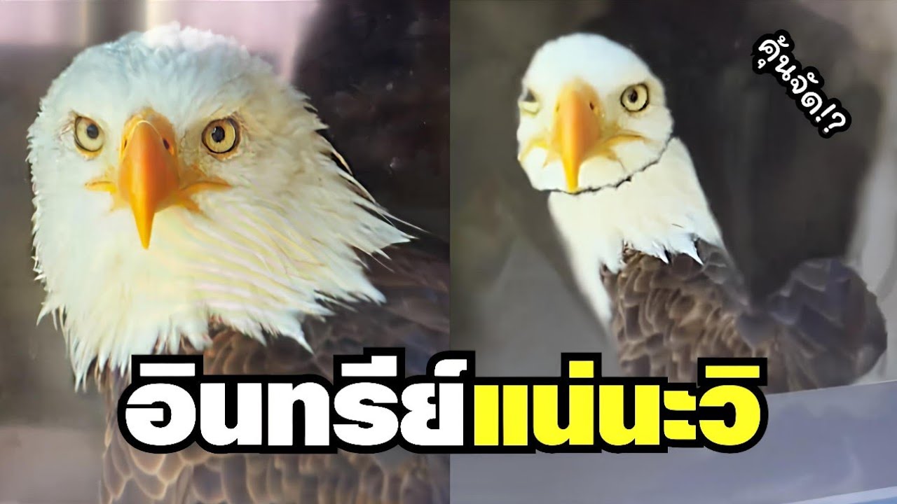 ( รวมฮา ) ครูให้ทำรูปนกอินทรีย์ แต่ไอ้นี่มันได้รูปนี้ออกมา !! #พากย์นรก 