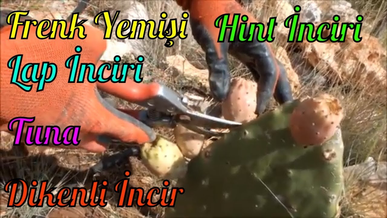 Bahçemize Dikenli İncir Diktik ve Meyvesini Yedik