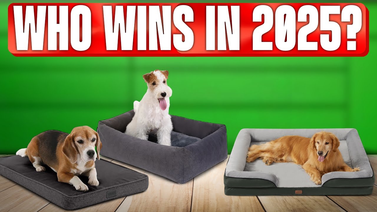 TOP 5 Best Dog Beds 2025