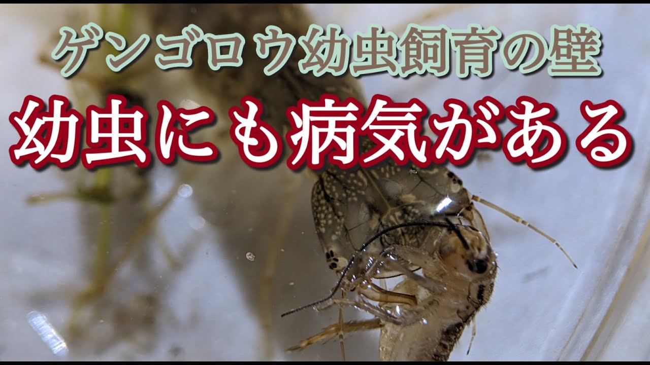 ゲンゴロウの幼虫の病気について