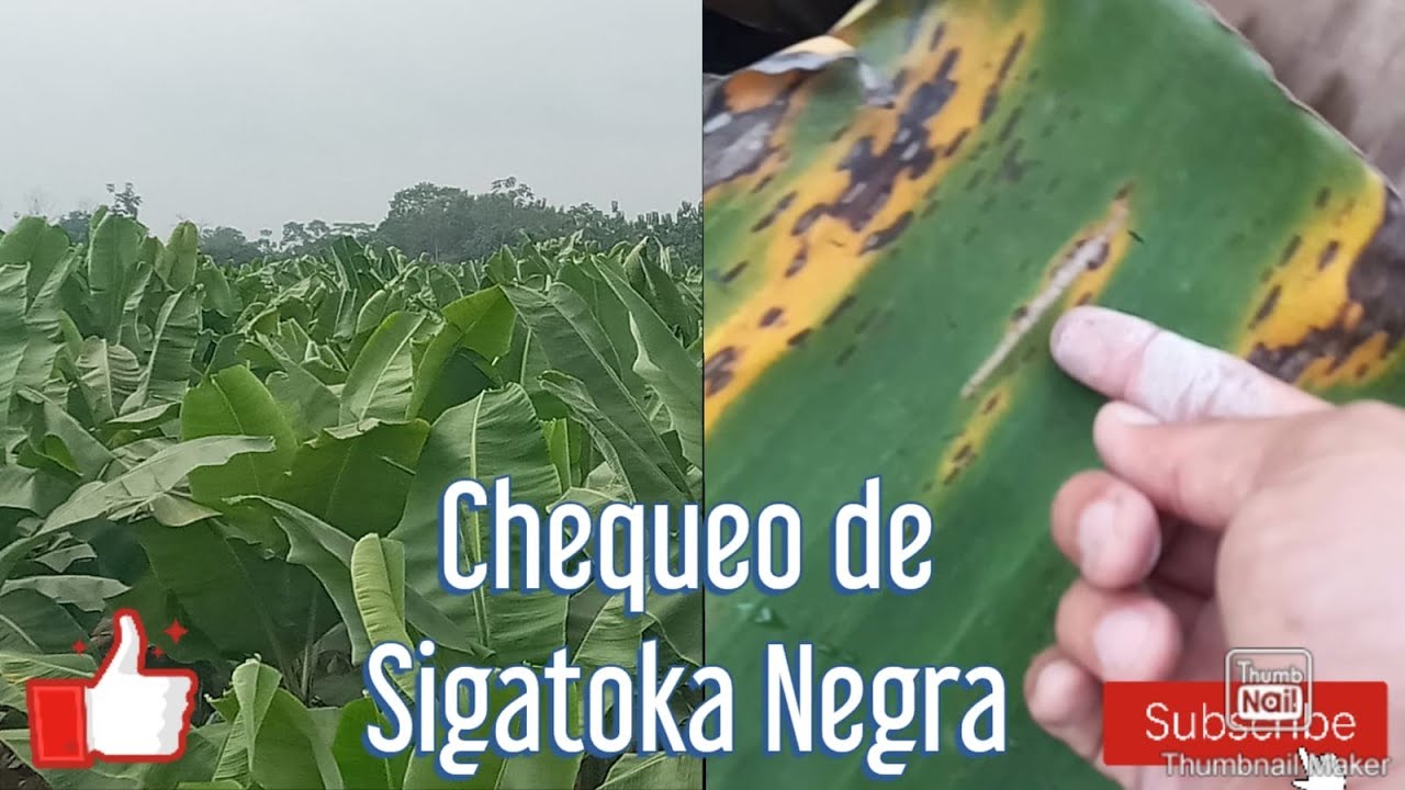 Sigatoka Negra, chequeo de Hacienda