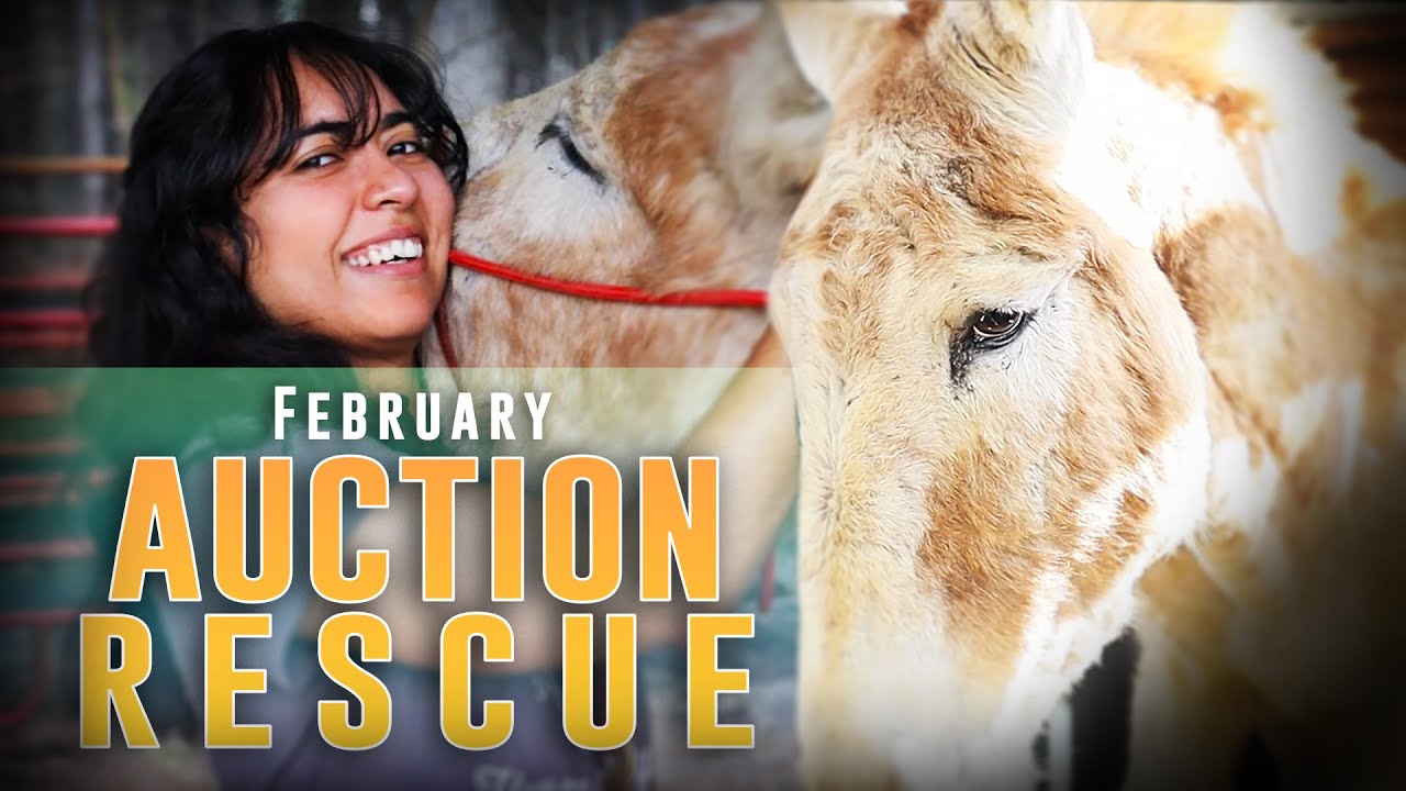 February Auction Rescue - HSH S4E3