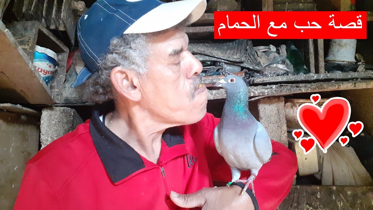قصة حب و وفاء للحمام الزاجل،قادري قدماء الولاعة بالمغرب يحكي لنا عن قصته مع الحمام❤