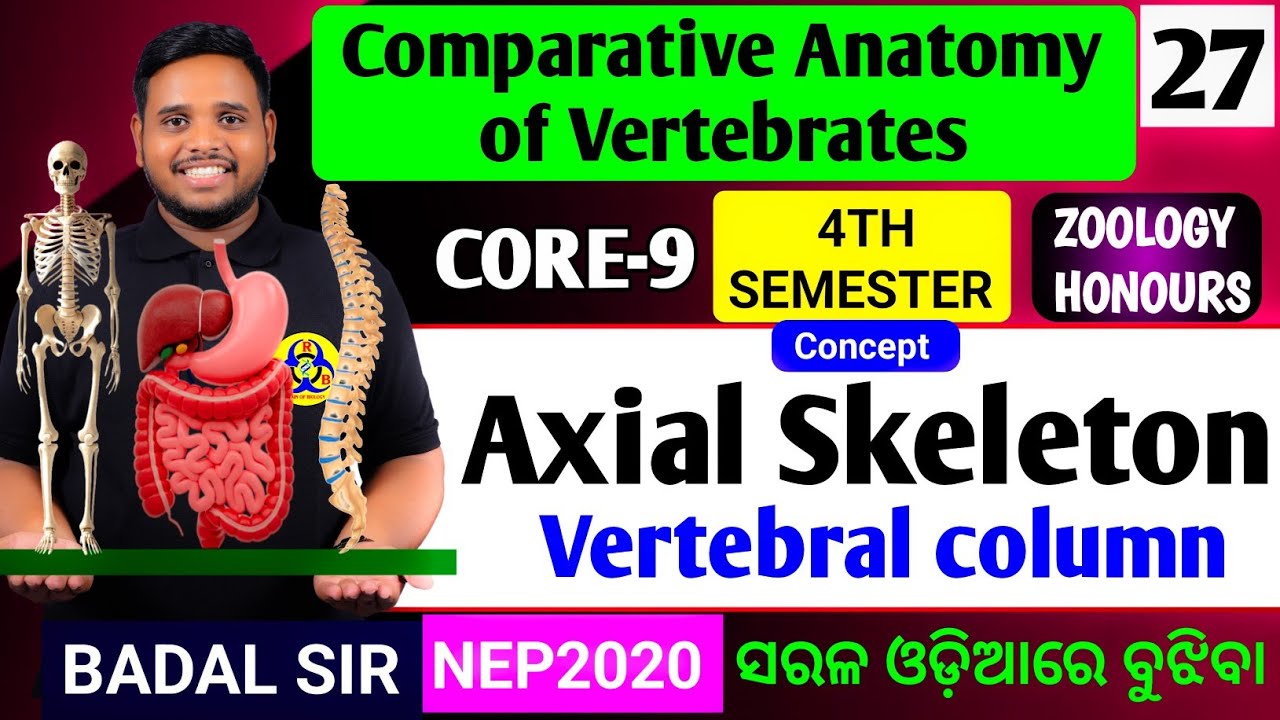 Vertebral column|Comparative Anatomy of Vertebrates|Zoology honours|CORE9|4th semester zoology 