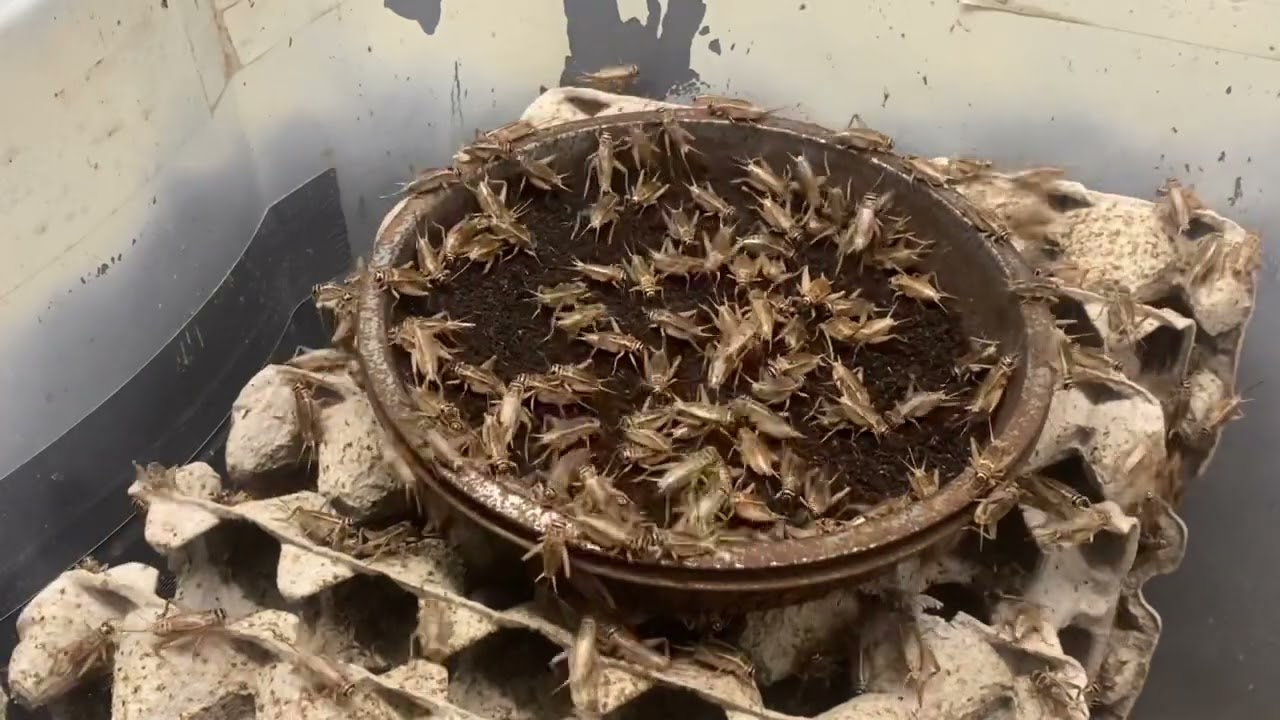 Cricket Farm ASMR | 15 minutes straight of our crickets chirping | Soothing Cricket Sounds