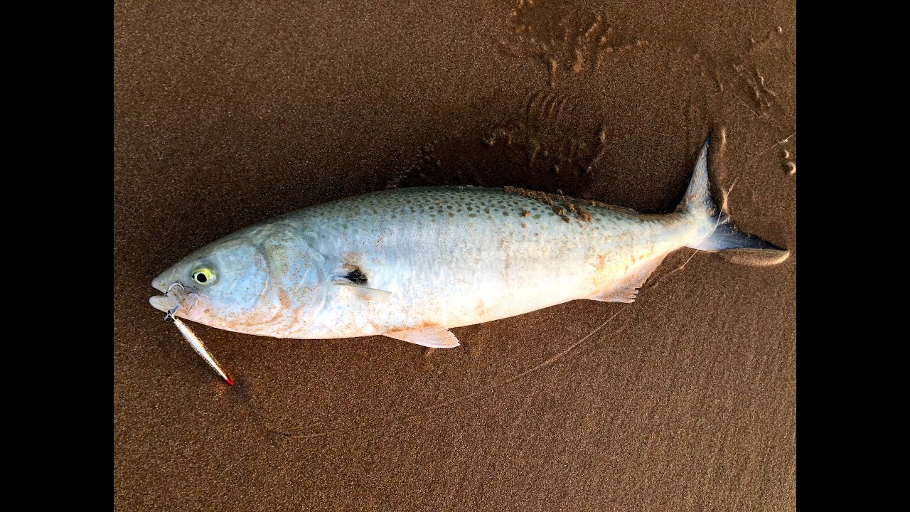 FISH EVERY CAST! Australian Salmon fishing on metals