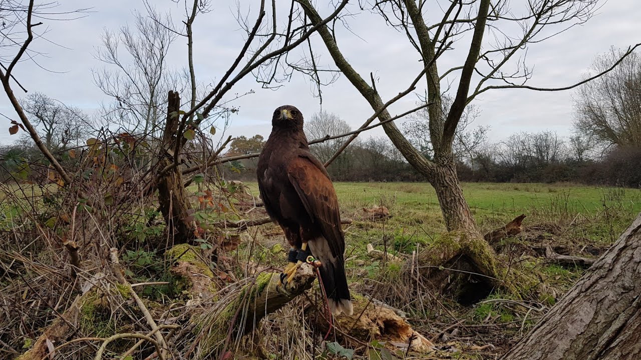 Harris Hawk - Hunting Squirrels