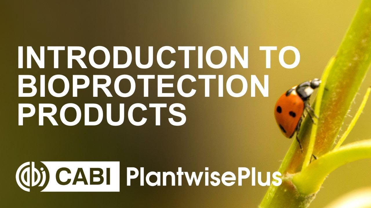 CABI Academy course: Introduction to Bioprotection Products
