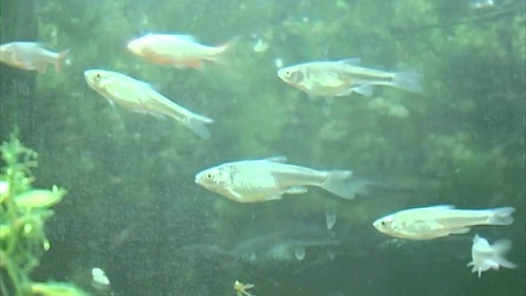 Nordamerika Rotflossenorfe PH Ludwigsburg lebendige Tiere