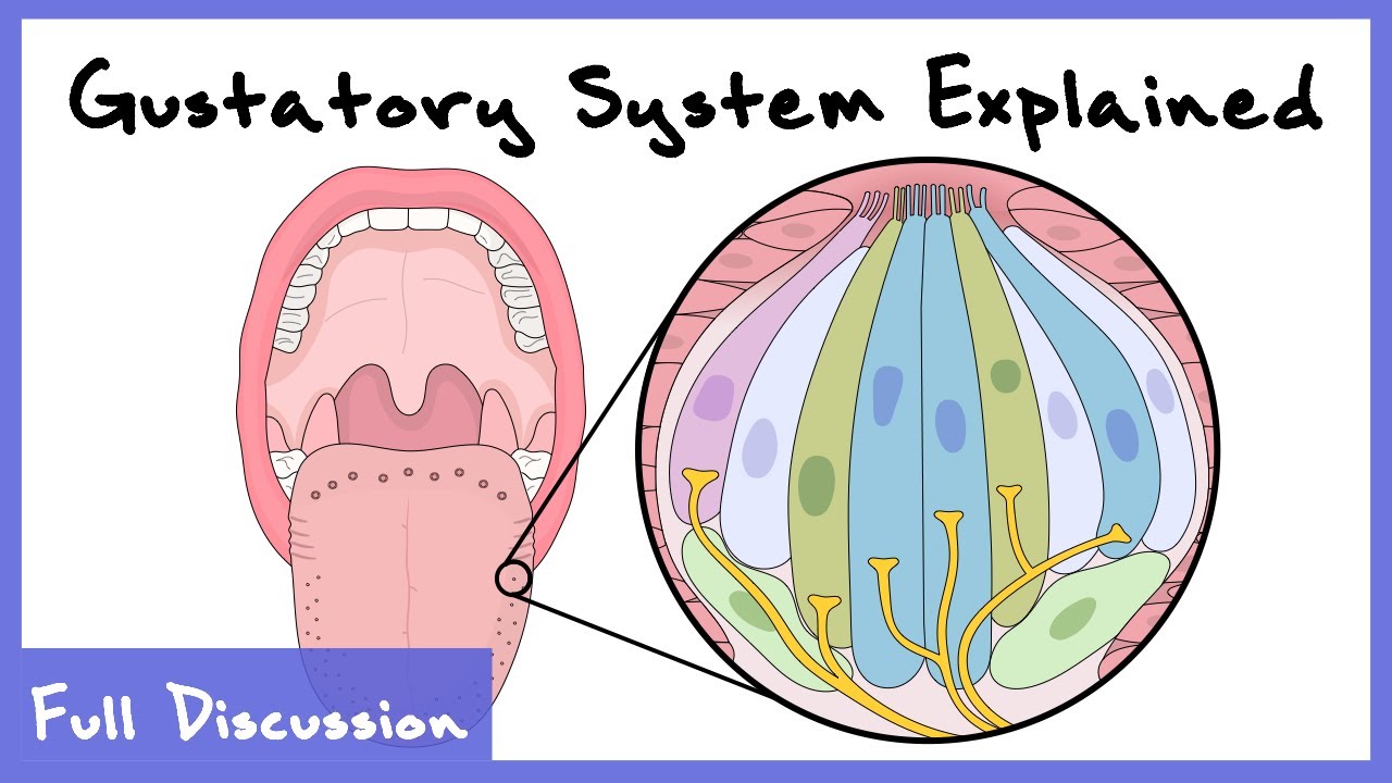 Gustatory System Explained (Taste Buds, Sensory Transduction, Gustatory Cortex) | Full discussion