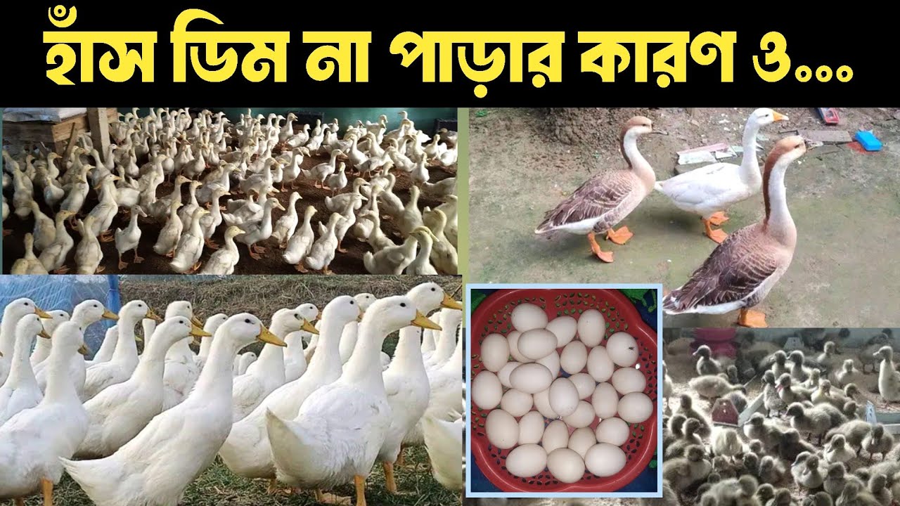 হাঁস ডিম না পারার কারণ কি? এবং হাঁস ডিম পাড়ার সঠিক সময় কখন?