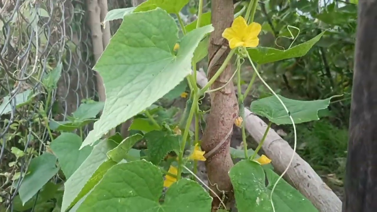 Rau cải và dưa leo lớn nhanh quá rồi nè.